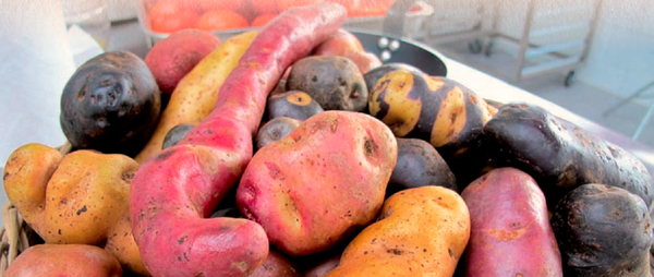 Chiloé, cuna de las papas que hoy existen en todo el mundo Chiloé, cuna de las papas que hoy existen en todo el mundo - Sputnik Mundo