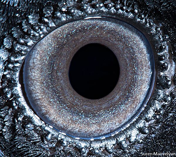 Los ojos de los animales, vistos por una cámara macro 

 - Sputnik Mundo