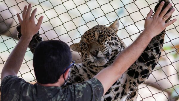 Así salvan a los jaguares de los incendios forestales en Brasil

 - Sputnik Mundo