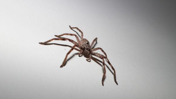 Una araña - Sputnik Mundo