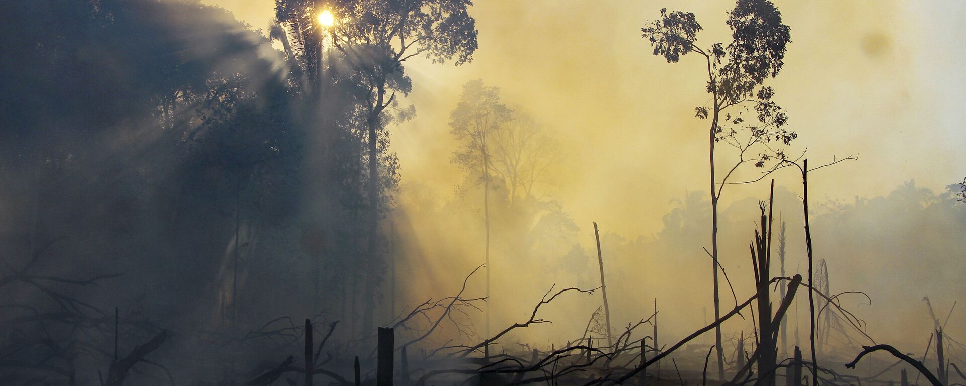 Un área consumida por los incendios en el estado de Amazonas, Brasil. 7 de agosto de 2020 - Sputnik Mundo, 1920, 28.10.2021