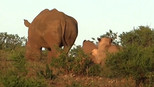 Una madre rinoceronte protege a su cría de un león hambriento - Sputnik Mundo