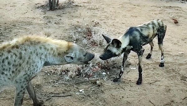 La increíble vida secreta de las hienas - Sputnik Mundo