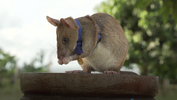 Conoce a Magawa, la rata gigante condecorada con medalla de oro por detectar explosivos |Vídeo - Sputnik Mundo