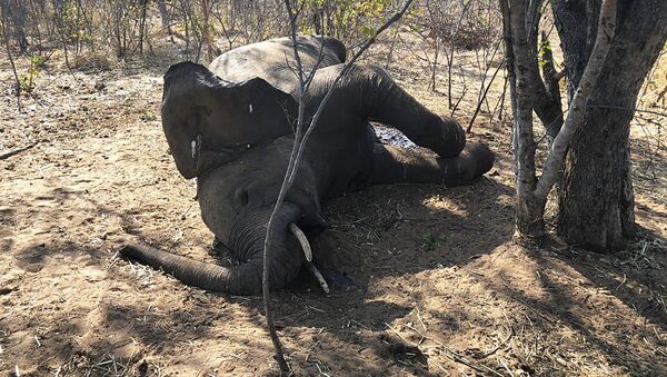 Un elefante muerto en Zimbabue (agosto, 2020) - Sputnik Mundo