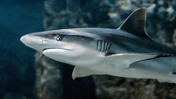 Un tiburón. Imagen referencial - Sputnik Mundo