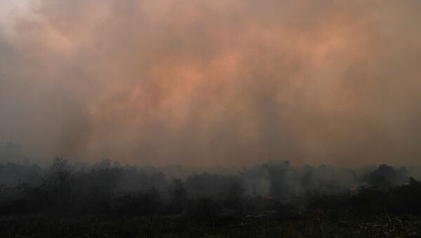 Incendios en El Pantanal brasileño - Sputnik Mundo