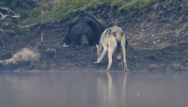 Un oso muy flojo protege a su presa de un lobo - Sputnik Mundo