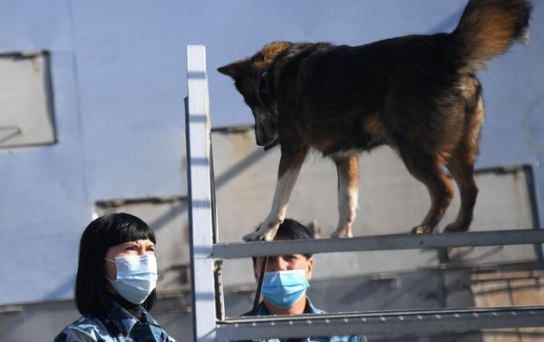Entrenan a perros de la raza shalaika para detectar a los contagiados de COVID-19  - Sputnik Mundo