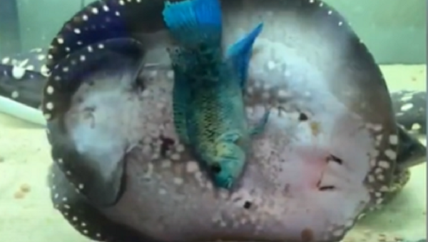 Una mantarraya hambrienta aplasta a un pez contra el cristal de un acuario - Sputnik Mundo