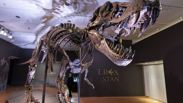 El esqueleto del dinosaurio T-Rex apodado Stan - Sputnik Mundo