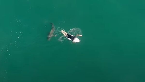El aterrador encuentro de un surfista australiano con un tiburón - Sputnik Mundo