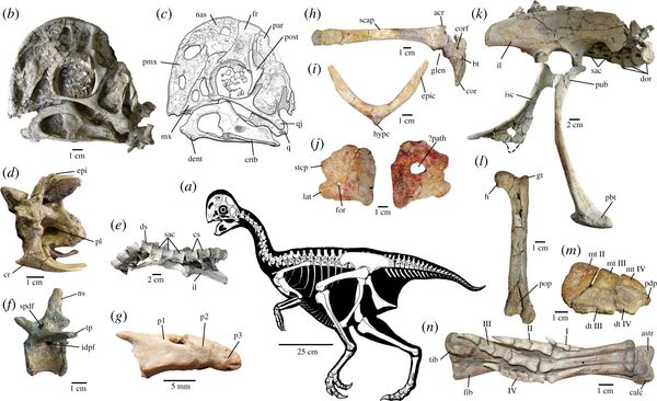 Descubren un insólito dinosaurio que se parece a un loro gigante Descubren un insólito dinosaurio que se parece a un loro gigante - Sputnik Mundo