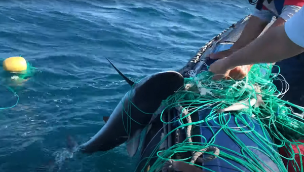Un tiburón rescatado en Galápagos - Sputnik Mundo