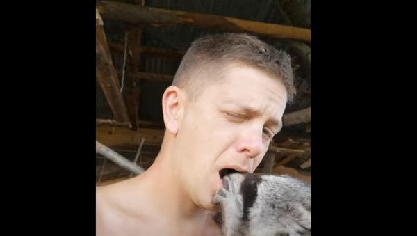 Un mapache inspecciona la boca de su dueño - Sputnik Mundo