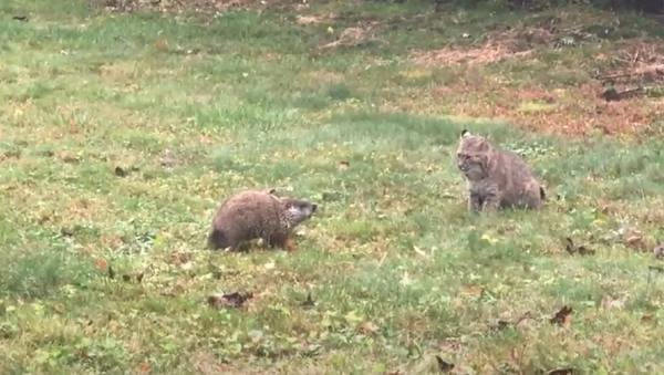 Un enfrentamiento entre una marmota y un lince: ¿cómo acabará? - Sputnik Mundo