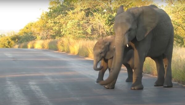 Dos elefantes en el parque nacional Kruger, Sudáfrica. - Sputnik Mundo