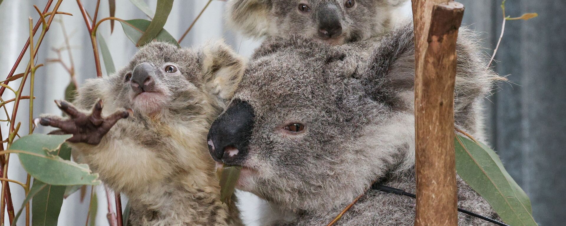 ¿Cómo rescatan a los koalas afectados por los incendios forestales? - Sputnik Mundo, 1920, 20.10.2020