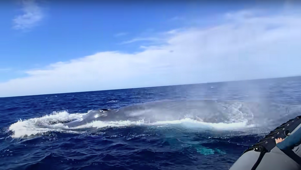Una ballena azul se acerca a un bote de turistas en las aguas costeras de San Diego (EEUU) y Tijuana (México) - Sputnik Mundo