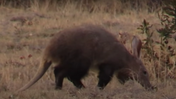 Un cerdo hormiguero intenta escapar de una hiena en una épica carrera (con final inesperado)
 - Sputnik Mundo