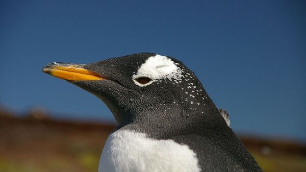 Un pingüino Pygoscelis papua papua - Sputnik Mundo