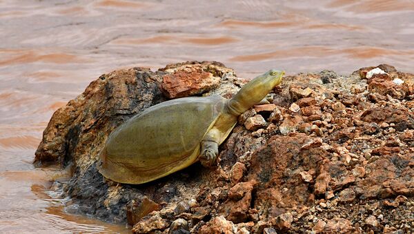 Una tortuga de caparazón de colgajo india  - Sputnik Mundo
