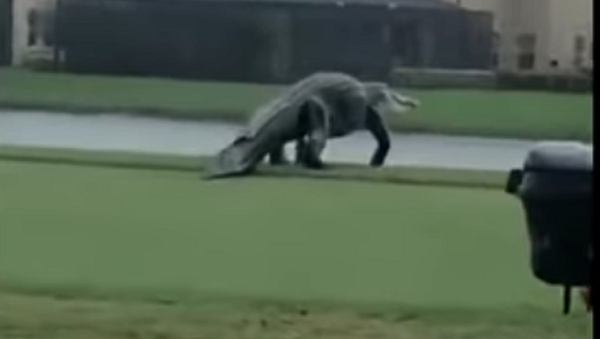 Un aligátor de apariencia prehistórica se da un paseo por un campo de golf - Sputnik Mundo