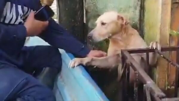 Rescatan en México a un perrito atrapado por las inundaciones - Sputnik Mundo