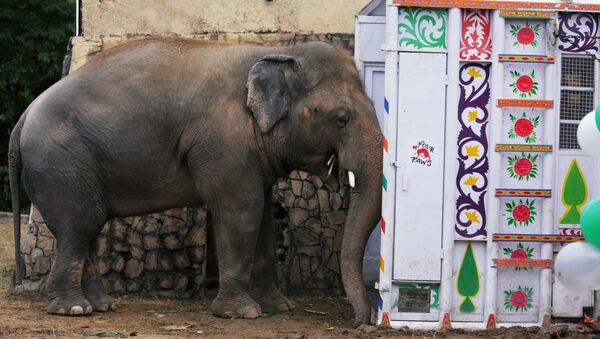 El elefante Kaavan espera ser transportado a un santuario en Camboya - Sputnik Mundo