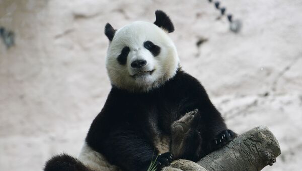Panda en el Zoológico de Moscú - Sputnik Mundo