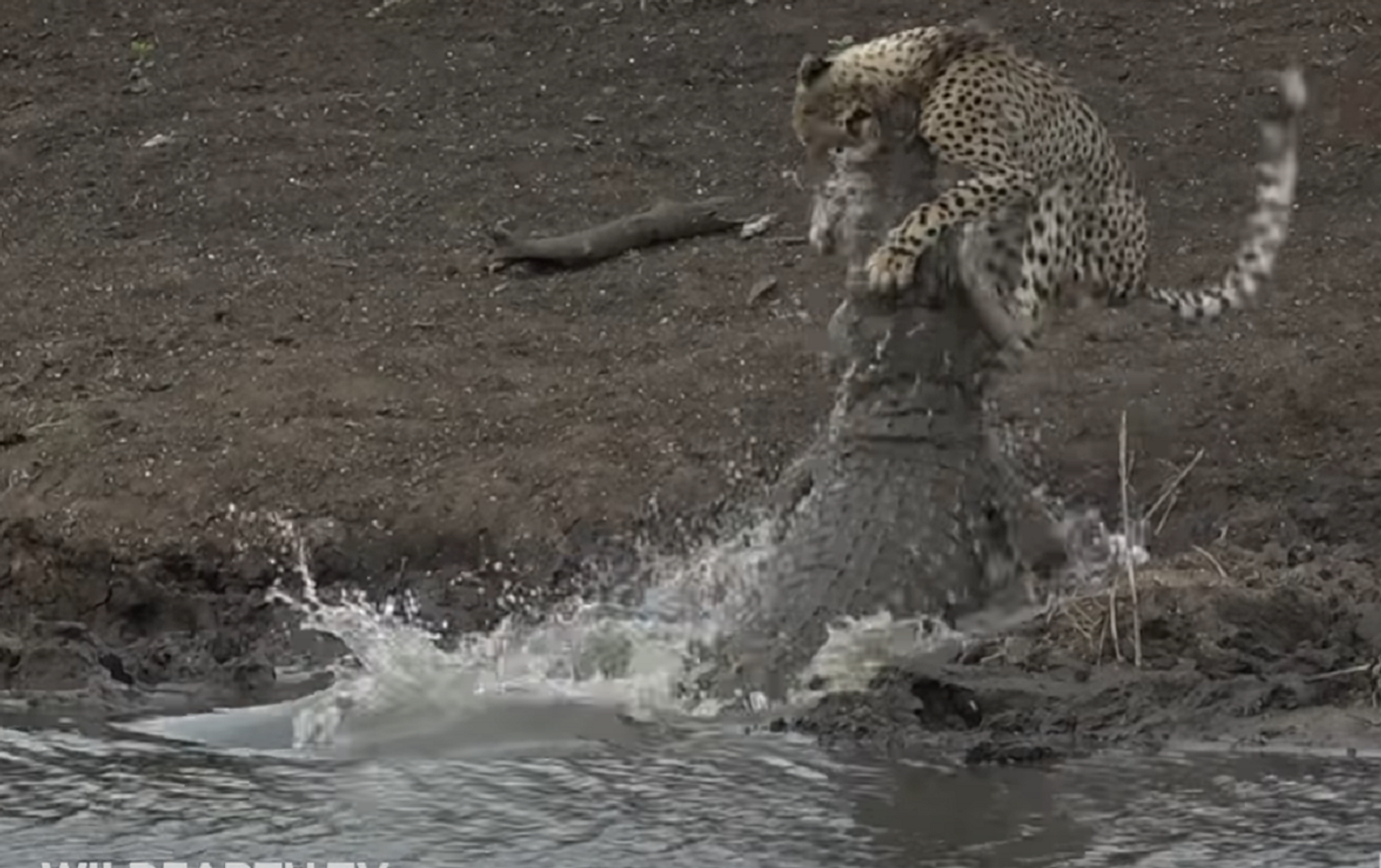 Fuertes imágenes: un guepardo cae en las fauces de un cocodrilo -  , Sputnik Mundo