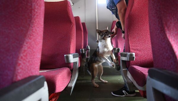 Un perro en un avión (imagen referencial) - Sputnik Mundo