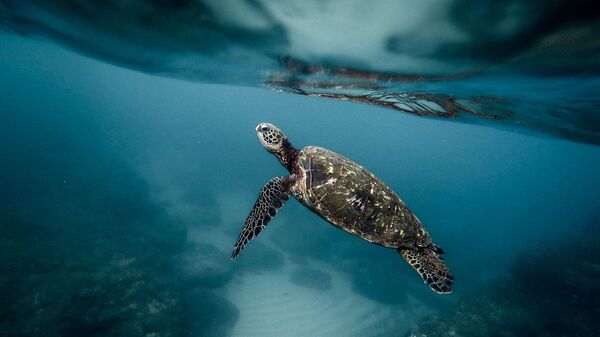 Una tortuga marina (imagen referencial) - Sputnik Mundo