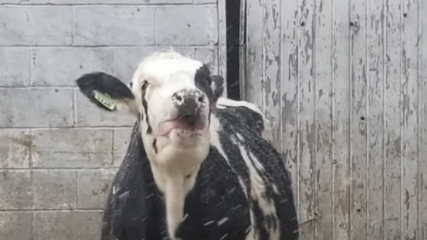¡Vaya frescura! Una vaca disfruta de su primera nevada - Sputnik Mundo