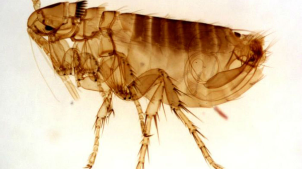 Una pulga, foto de archivo - Sputnik Mundo