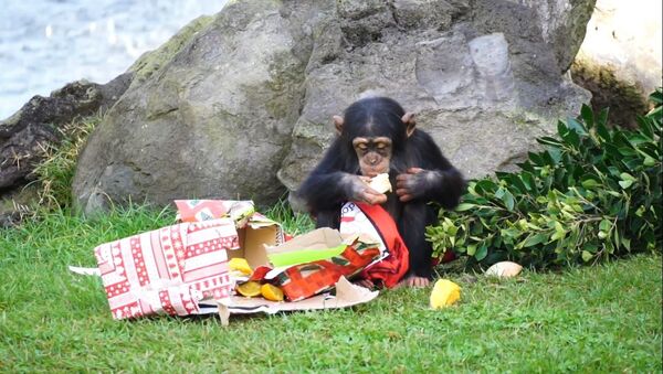 Los animales de un zoo de España disfrutan de los regalos de Papá Noel - Sputnik Mundo