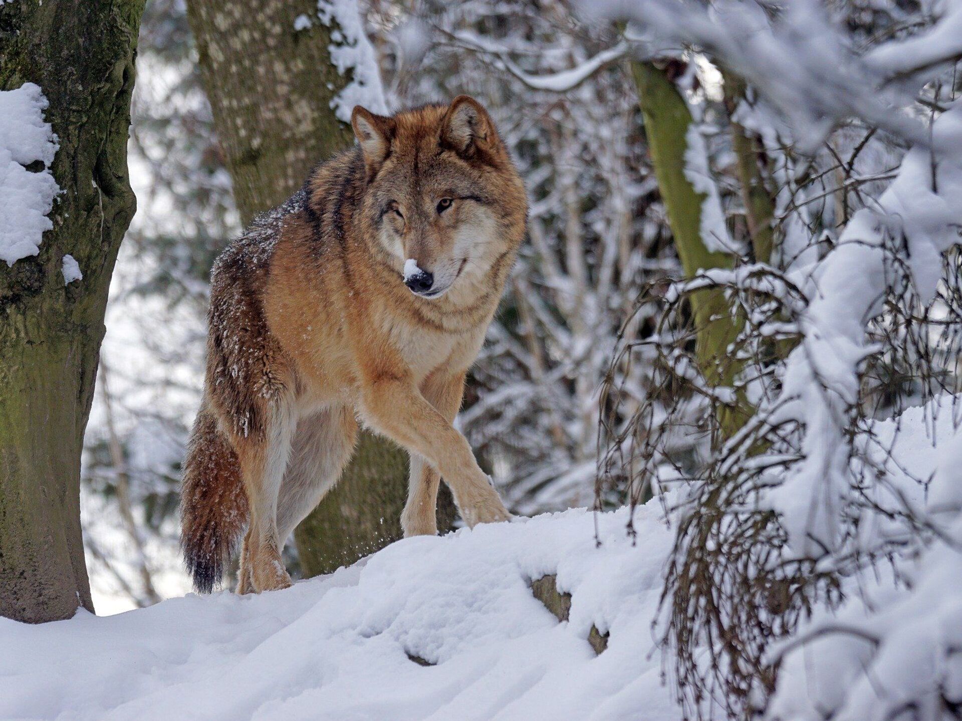 Cazar o proteger más al lobo? La decisión que divide a España ,  Sputnik Mundo