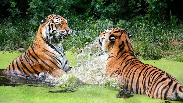 Tigres en el agua - Sputnik Mundo