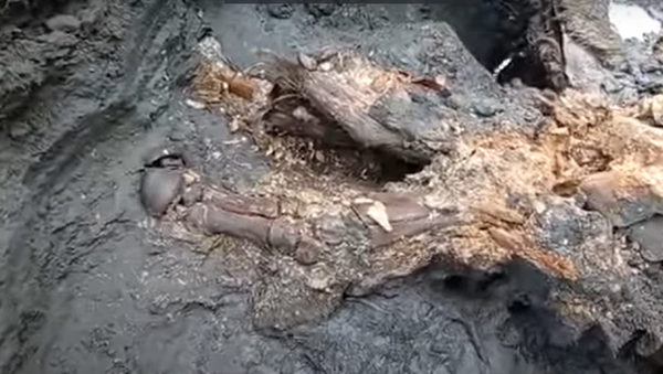 Cuerpo momificado de un rinoceronte lanudo - Sputnik Mundo