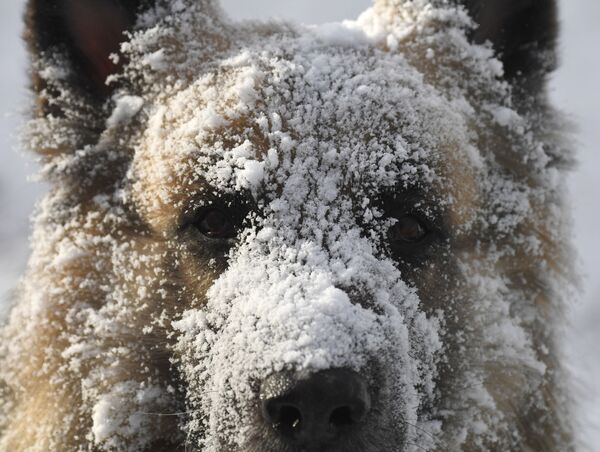 Un perro camina en un bosque a orillas del río Yeniséi en la región rusa de Krasnoyarsk en un día en que los termómetros marcaron los 30 grados bajo cero. - Sputnik Mundo