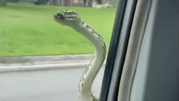 Una pareja encuentra a una serpiente en la ventana de su automóvil en plena carretera - Sputnik Mundo