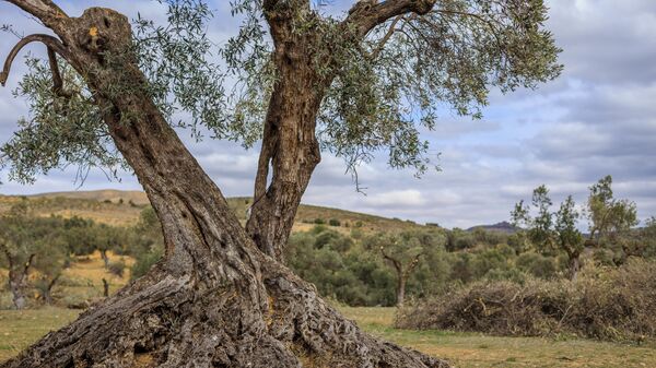 Un olivo en el pueblo de Oriete, en la provincia española de Teruel - Sputnik Mundo