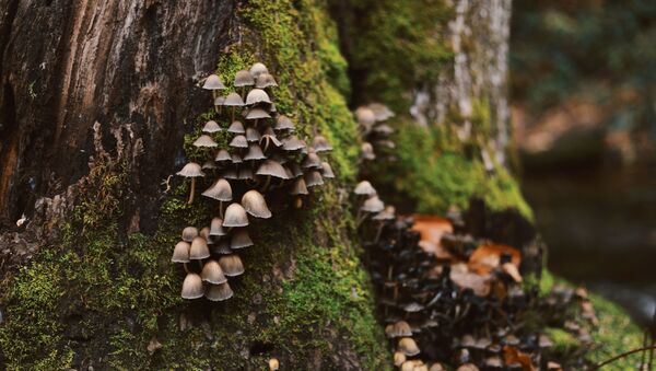 Unos hongos en el tronco de un árbol - Sputnik Mundo