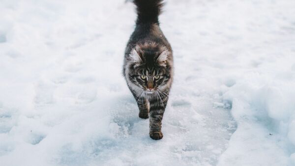 Un gato en la nieve (archivo) - Sputnik Mundo