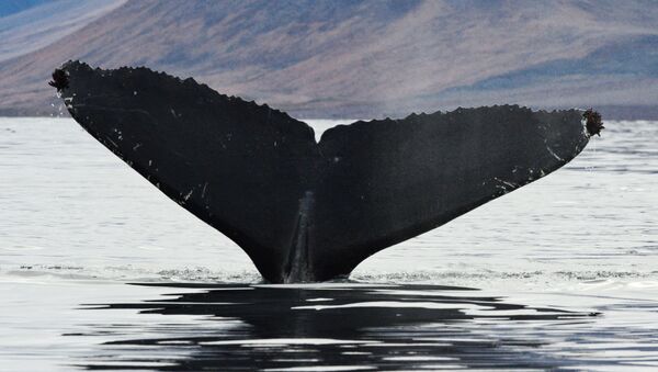 La cola de una ballena gris (archivo) - Sputnik Mundo