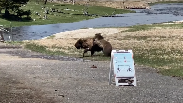 Un bisonte pelea con un oso en Yellowstone - Sputnik Mundo