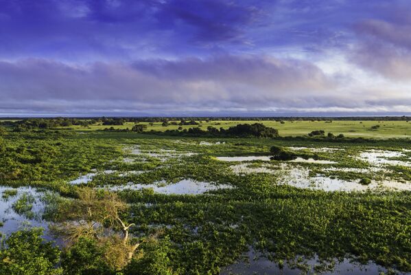 El Pantanal Matogrossense es un parque nacional brasileño situado en el estado Mato Grosso. Con más de 1.356 km², tiene el objetivo de proteger y preservar todo el ecosistema del pantanal, así como su biodiversidad, manteniendo un equilibrio dinámico y la integridad ecológica de los ecosistemas. Además de estar en la lista Ramsar, también es Patrimonio de la Humanidad por la UNESCO. - Sputnik Mundo