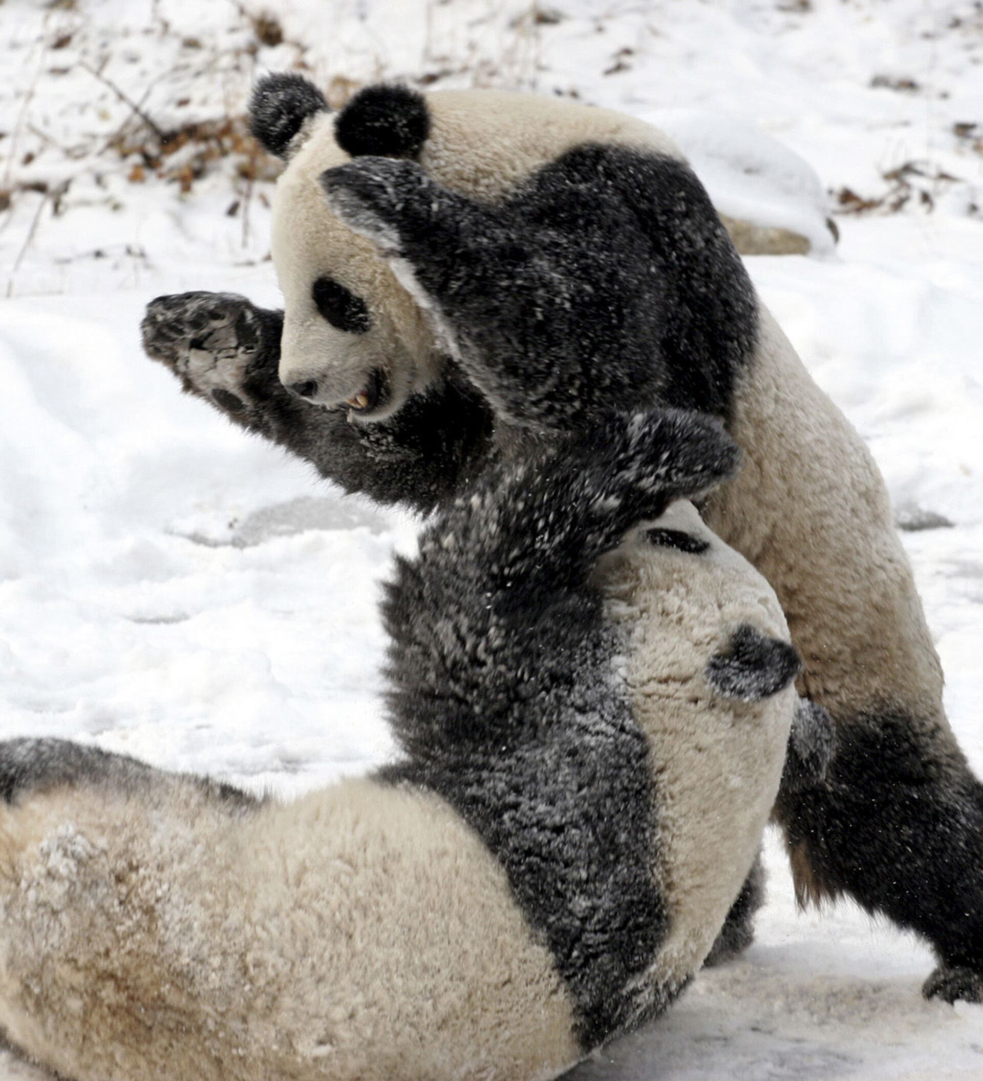 панда сражается. две панды дерутся. панда играется. панда бой. панда сражается.