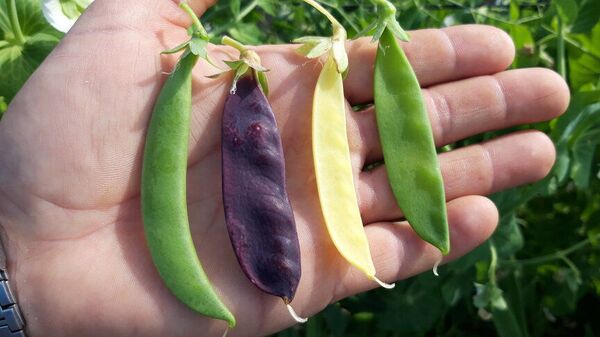 Diferentes tipos de guisantes cultivados en navazo por el español Rafael Monge - Sputnik Mundo