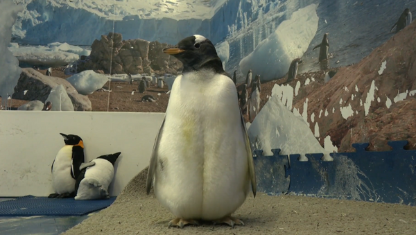 Alex, el primer pingüino antártico nacido en México - Sputnik Mundo